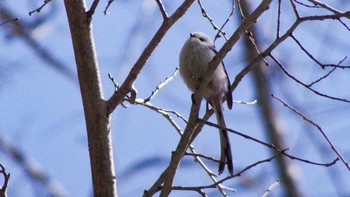 Long-tailed tit(japonicus) 宮城沢林道(札幌市西区) Sat, 4/10/2021