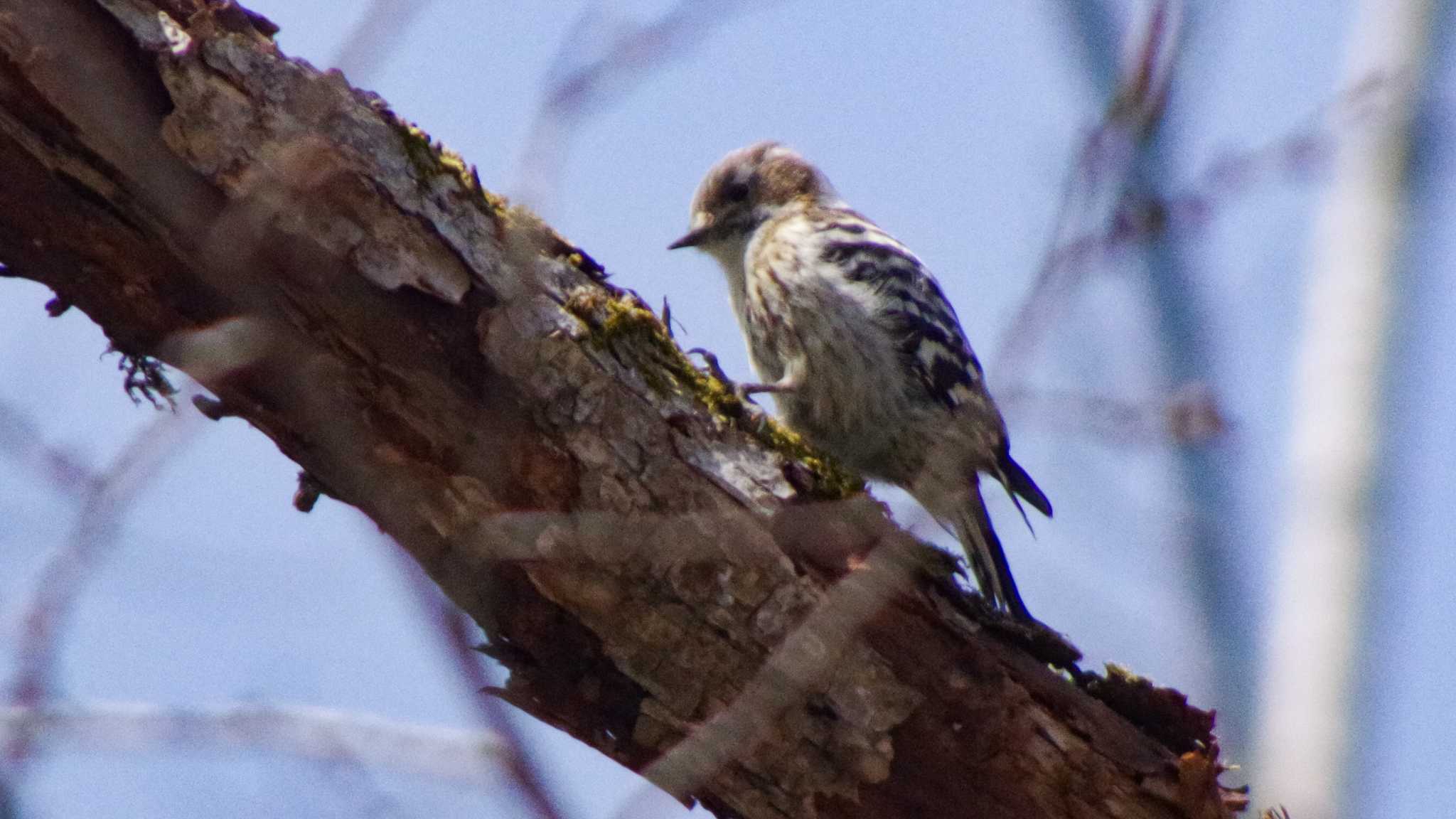 Japanese Pygmy Woodpecker(seebohmi)