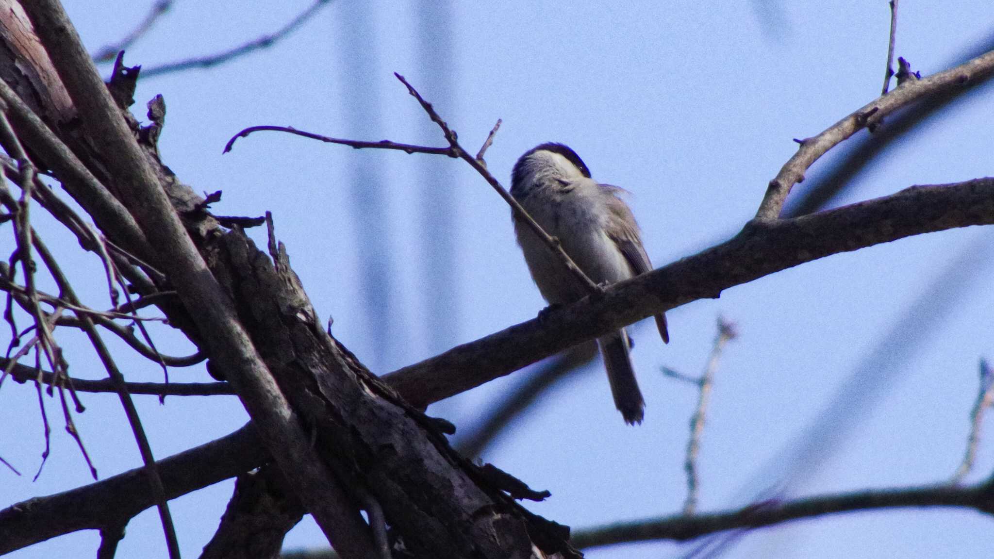 Marsh Tit