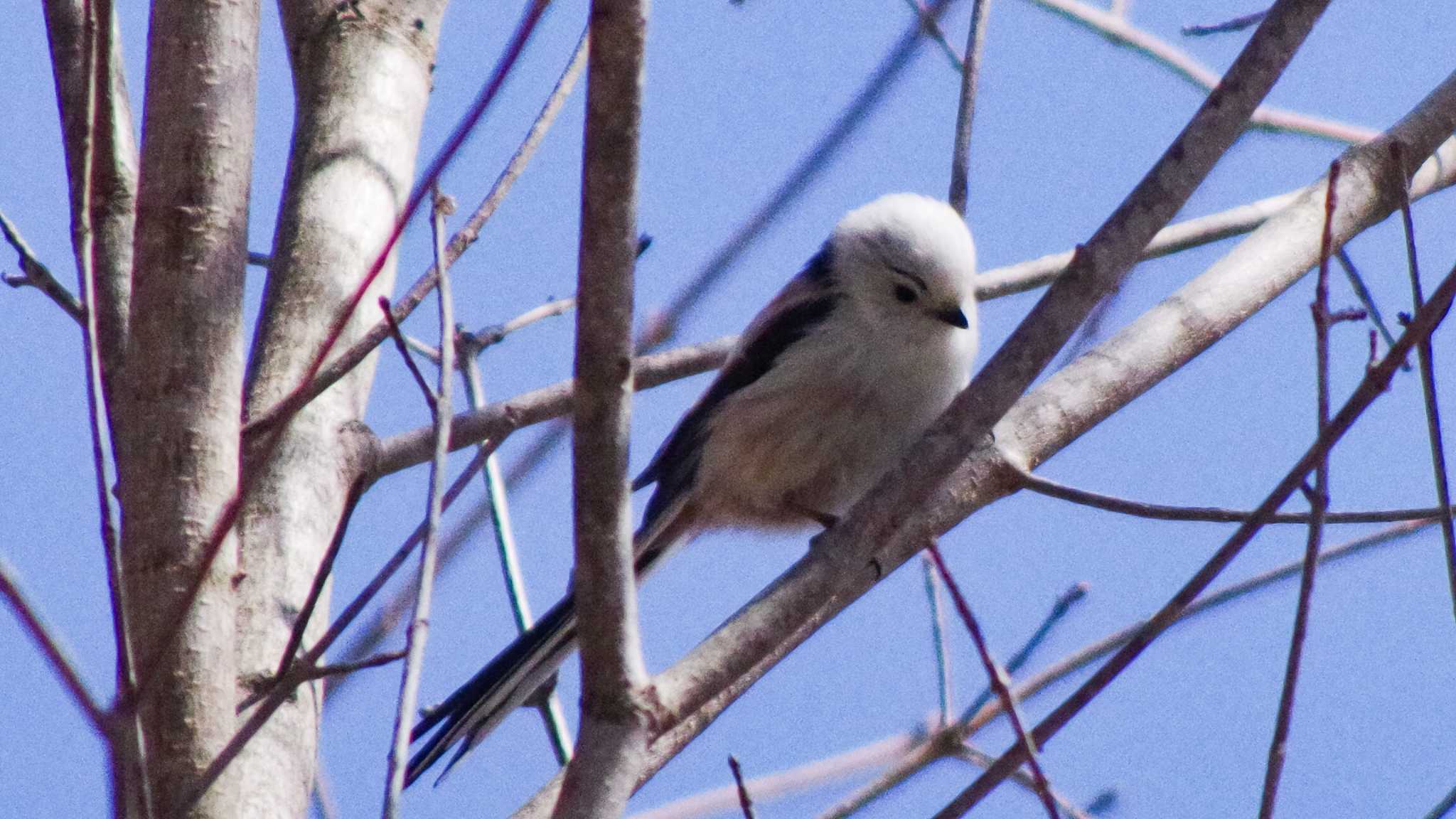 Long-tailed tit(japonicus)