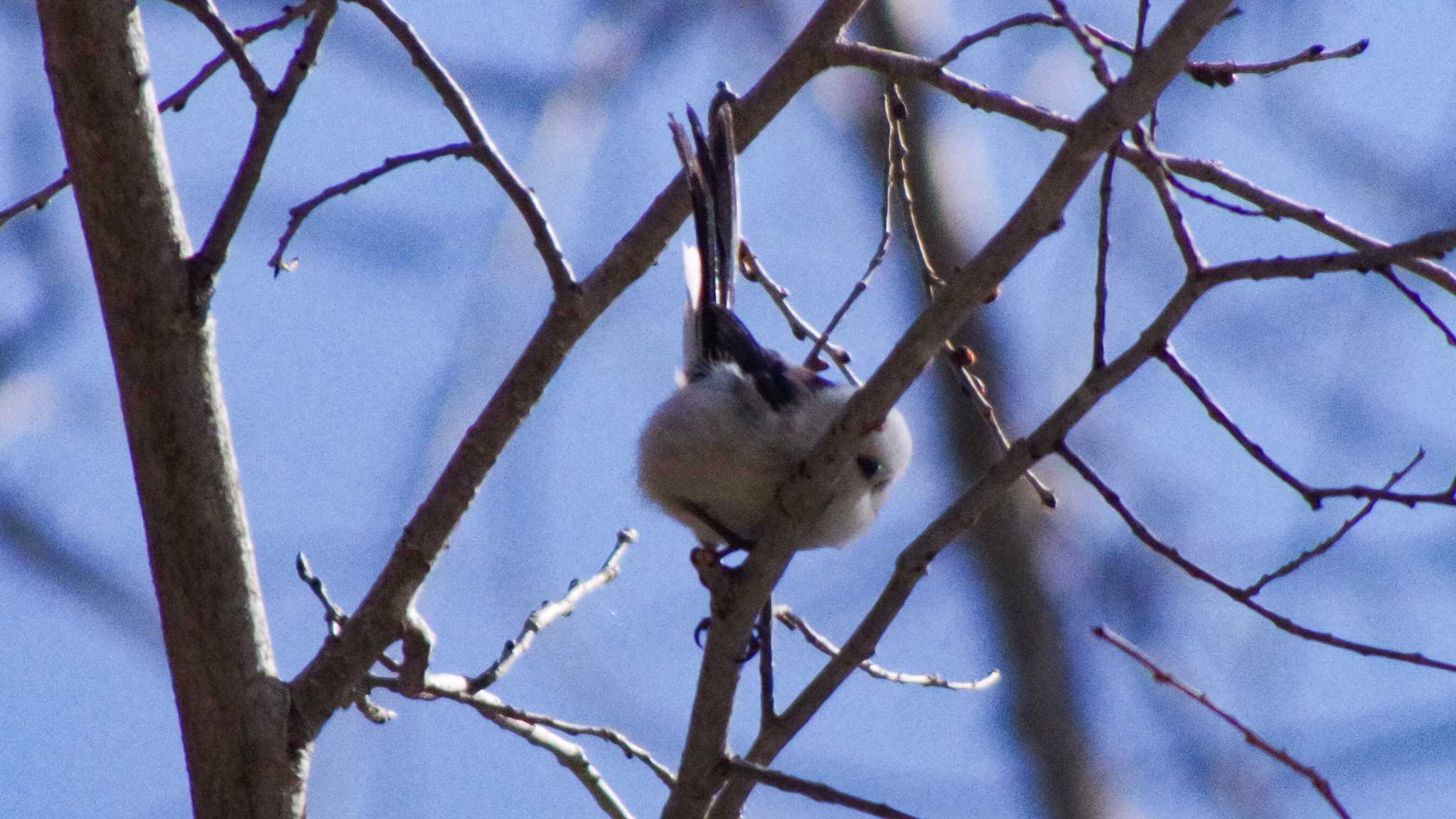 Long-tailed tit(japonicus)