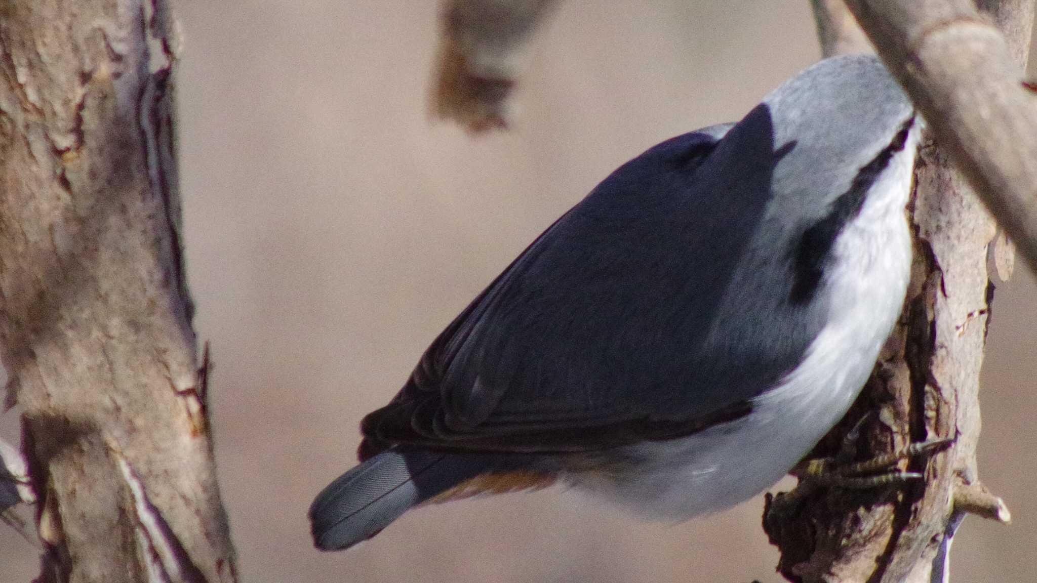 Eurasian Nuthatch(asiatica)