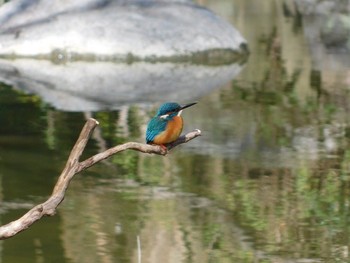 Common Kingfisher Unknown Spots Unknown Date