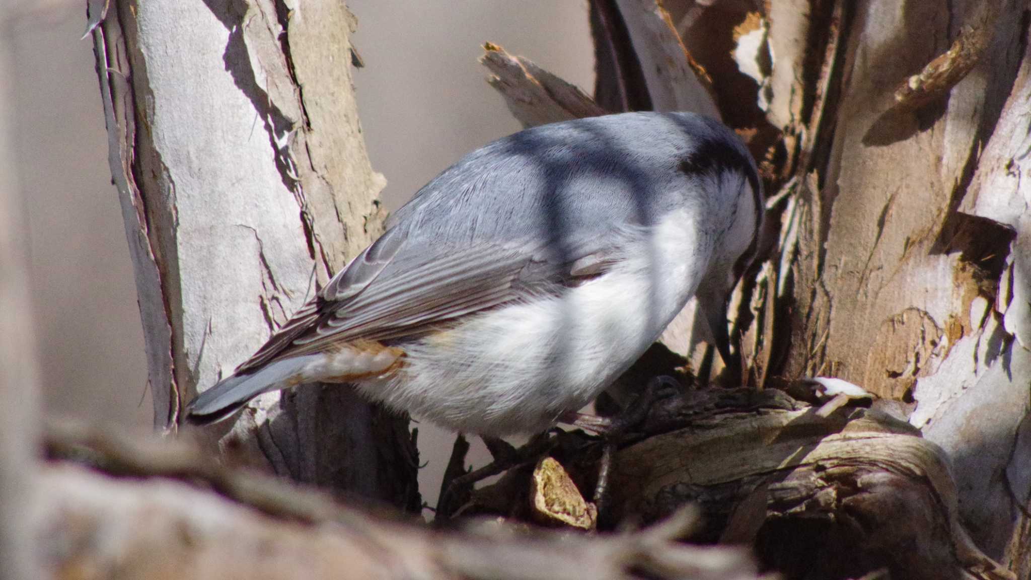 Eurasian Nuthatch(asiatica)