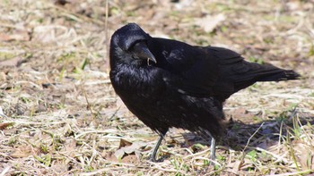 Large-billed Crow 福井緑地(札幌市西区) Sat, 4/10/2021