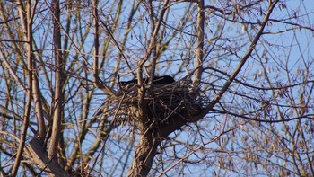 Large-billed Crow 福井緑地(札幌市) Sat, 4/10/2021