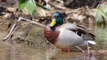 Mallard 平和湖(札幌市西区) Sat, 4/10/2021