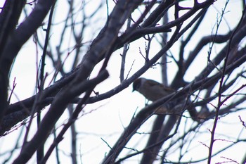 Eurasian Tree Sparrow 福井緑地(札幌市西区) Sat, 4/10/2021