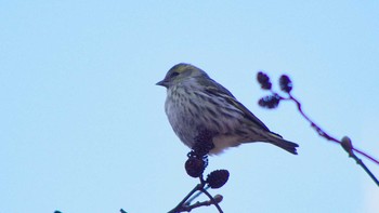 Eurasian Siskin 福井緑地(札幌市西区) Sat, 4/10/2021