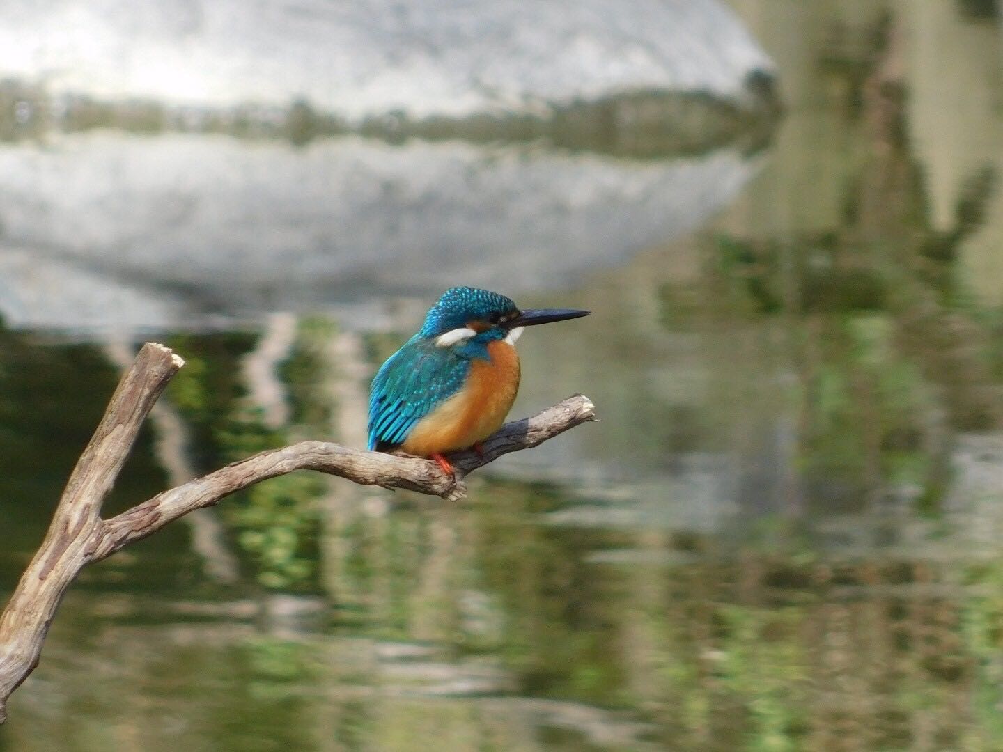 Photo of Common Kingfisher at  by ヨウコ