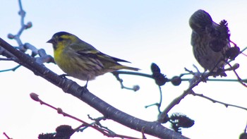 Eurasian Siskin 福井緑地(札幌市西区) Sat, 4/10/2021