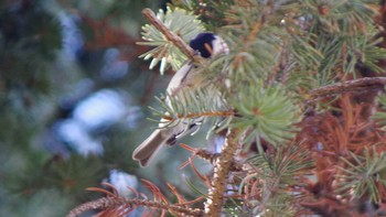 Marsh Tit 福井緑地(札幌市西区) Sat, 4/10/2021