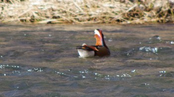 Mandarin Duck 福井緑地(札幌市西区) Sat, 4/10/2021