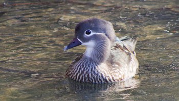 Mandarin Duck 福井緑地(札幌市西区) Sat, 4/10/2021