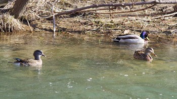 Mandarin Duck 福井緑地(札幌市西区) Sat, 4/10/2021