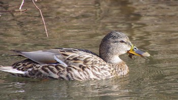 Mallard 福井緑地(札幌市西区) Sat, 4/10/2021