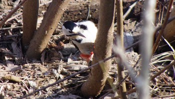 Great Spotted Woodpecker(japonicus) 福井緑地(札幌市西区) Sat, 4/10/2021