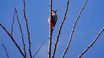 Great Spotted Woodpecker(japonicus) 福井緑地(札幌市西区) Sat, 4/10/2021