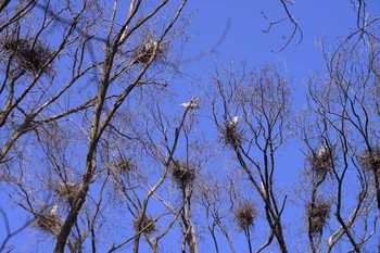 2021年4月10日(土) 岩見沢市の野鳥観察記録