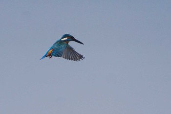 カワセミ 多摩川 2021年3月31日(水)