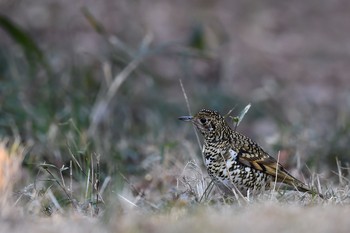 トラツグミ 場所が不明 2017年2月19日(日)