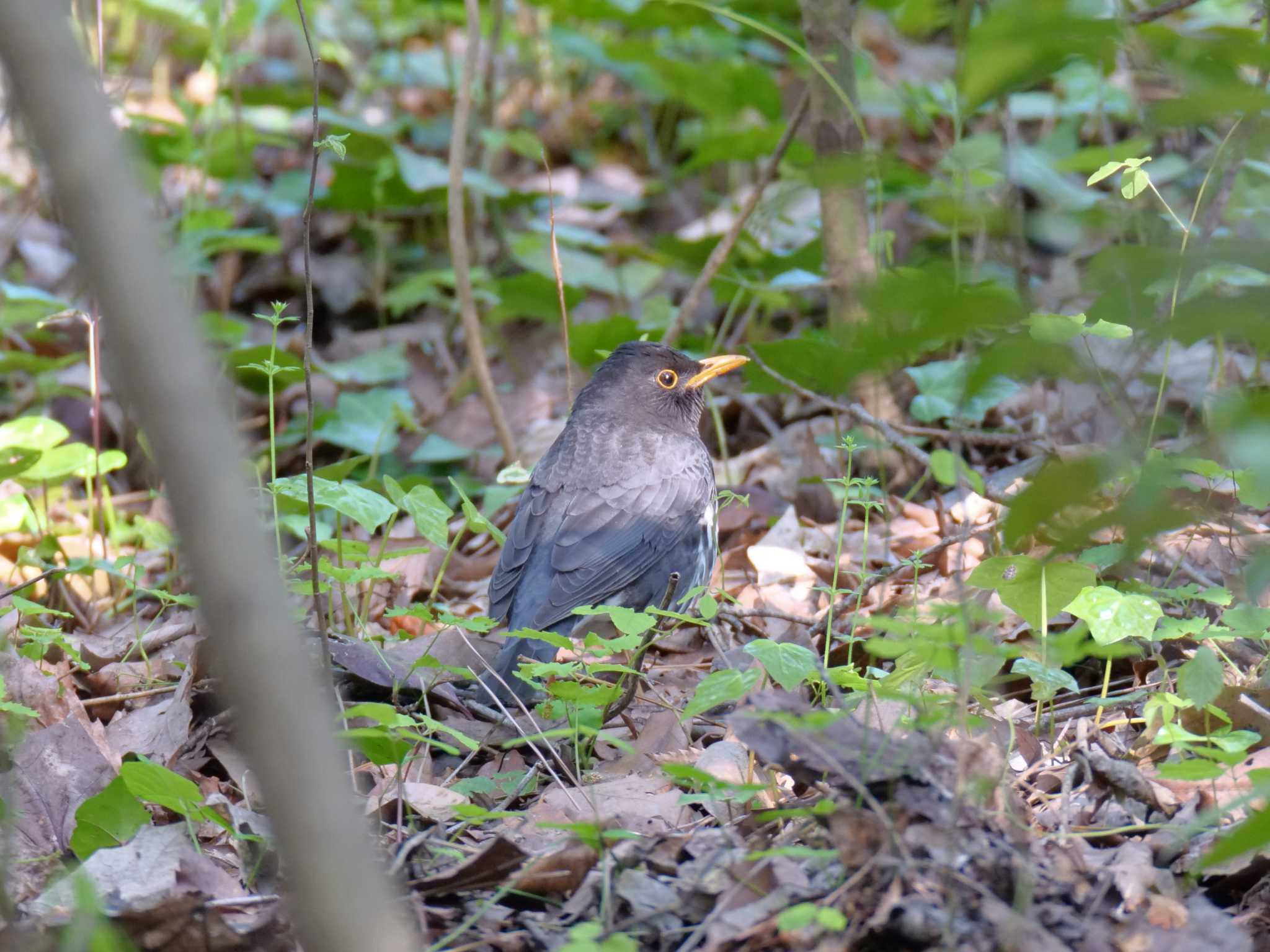 金ヶ崎公園(明石市) クロツグミの写真