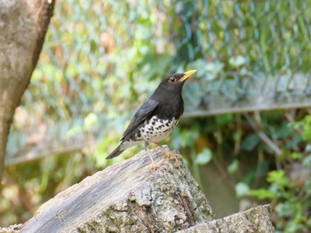 2021年4月10日(土) 金ヶ崎公園(明石市)の野鳥観察記録