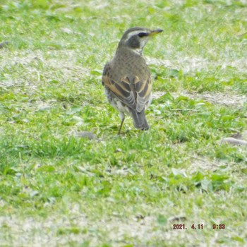 Dusky Thrush 豊洲 Sun, 4/11/2021