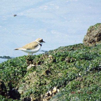 Little Ringed Plover 豊洲 Sun, 4/11/2021