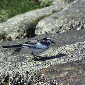 White Wagtail 豊洲 Sun, 4/11/2021