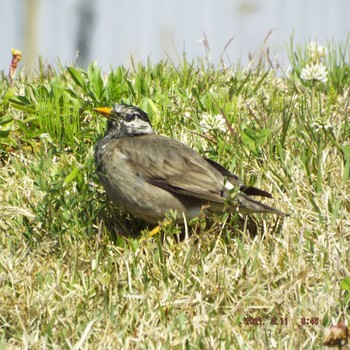 White-cheeked Starling 豊洲 Sun, 4/11/2021