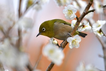 メジロ 場所が不明 2017年2月19日(日)