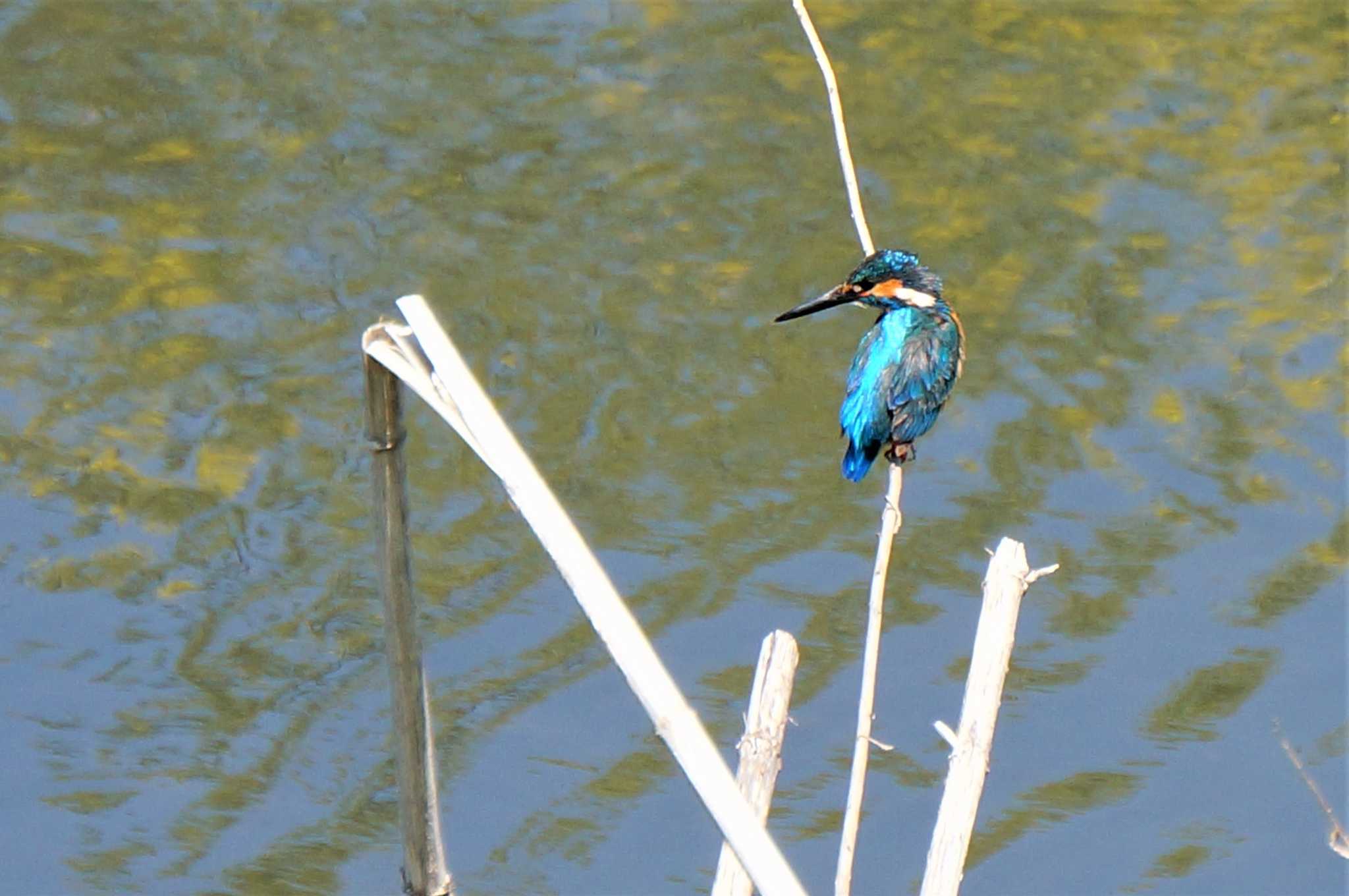 見沼たんぼ カワセミの写真