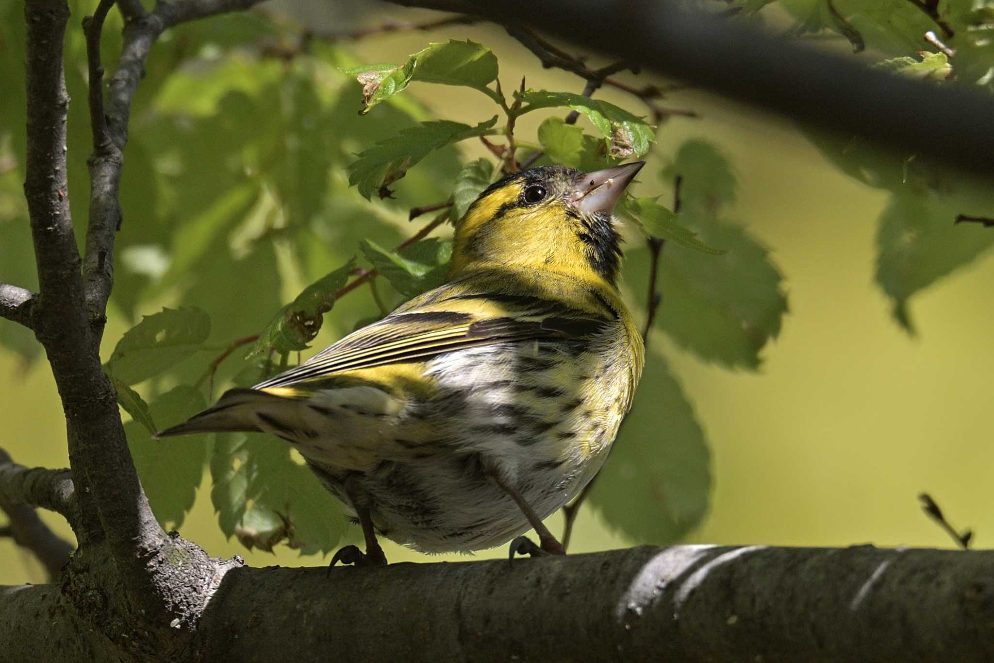 舞岡公園 マヒワの写真 by Tosh@Bird