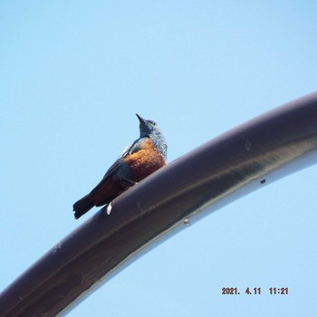 Blue Rock Thrush 晴海 Sun, 4/11/2021