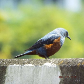 Blue Rock Thrush 晴海 Sun, 4/11/2021