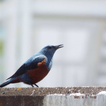 Blue Rock Thrush 晴海 Sun, 4/11/2021