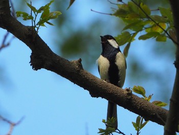 Sun, 4/11/2021 Birding report at 秋ヶ瀬公園付近