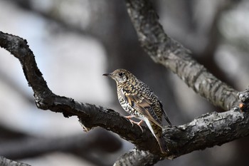 トラツグミ 場所が不明 2017年2月19日(日)