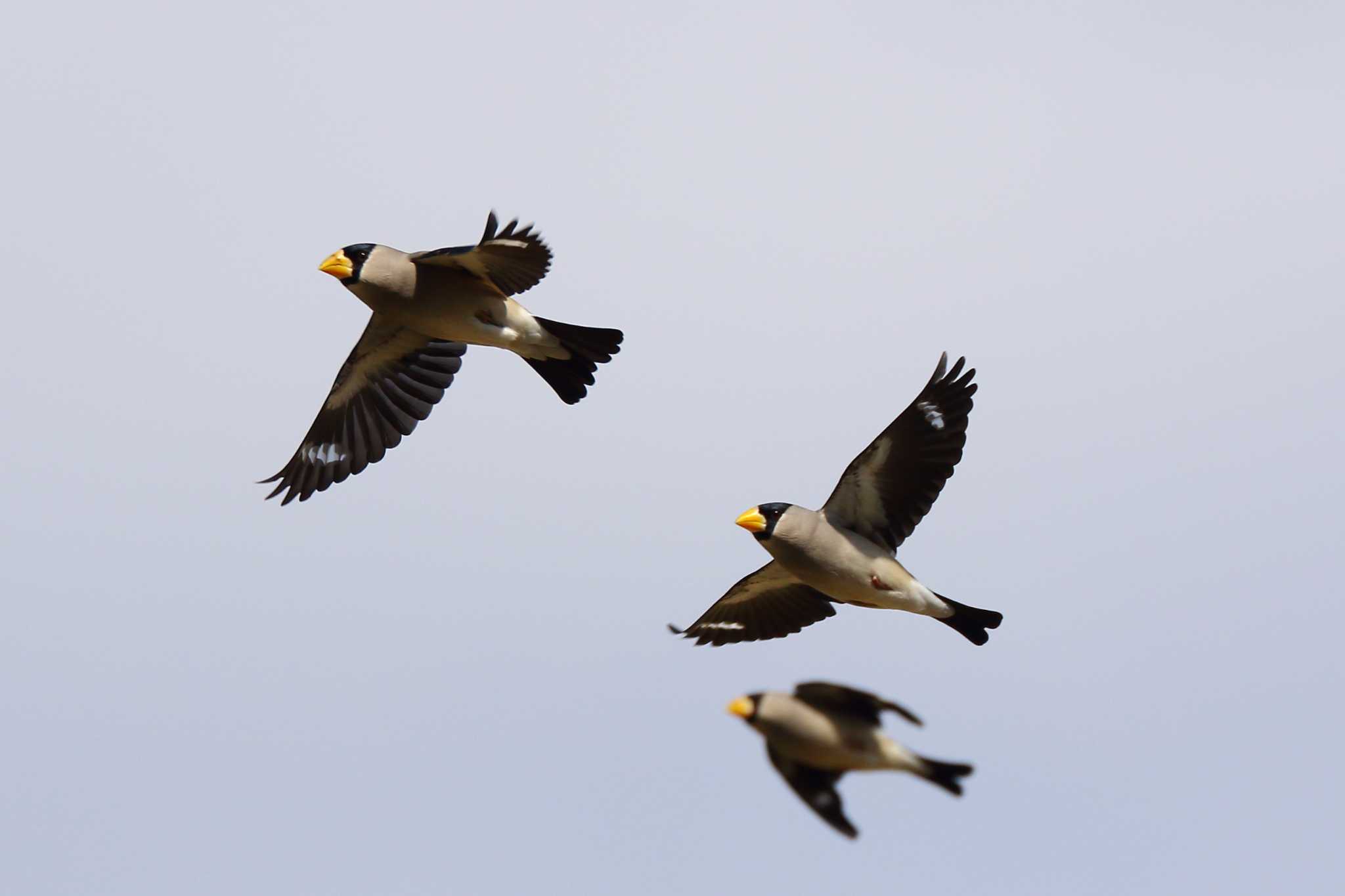 Photo of Japanese Grosbeak at  by takamiti takagi