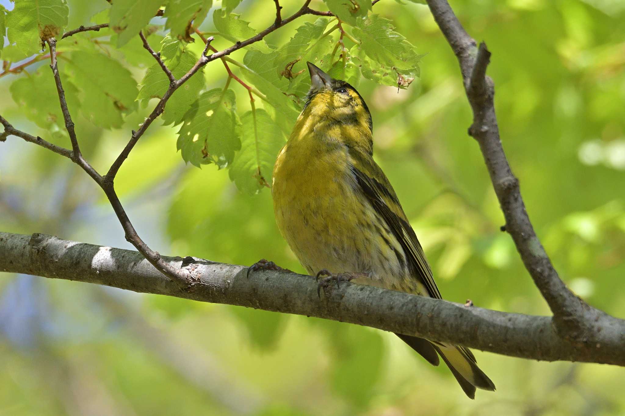 舞岡公園 マヒワの写真 by Tosh@Bird