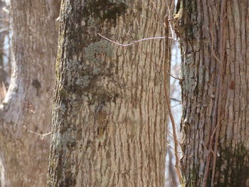 キタキバシリ 野幌森林公園 2021年4月11日(日)