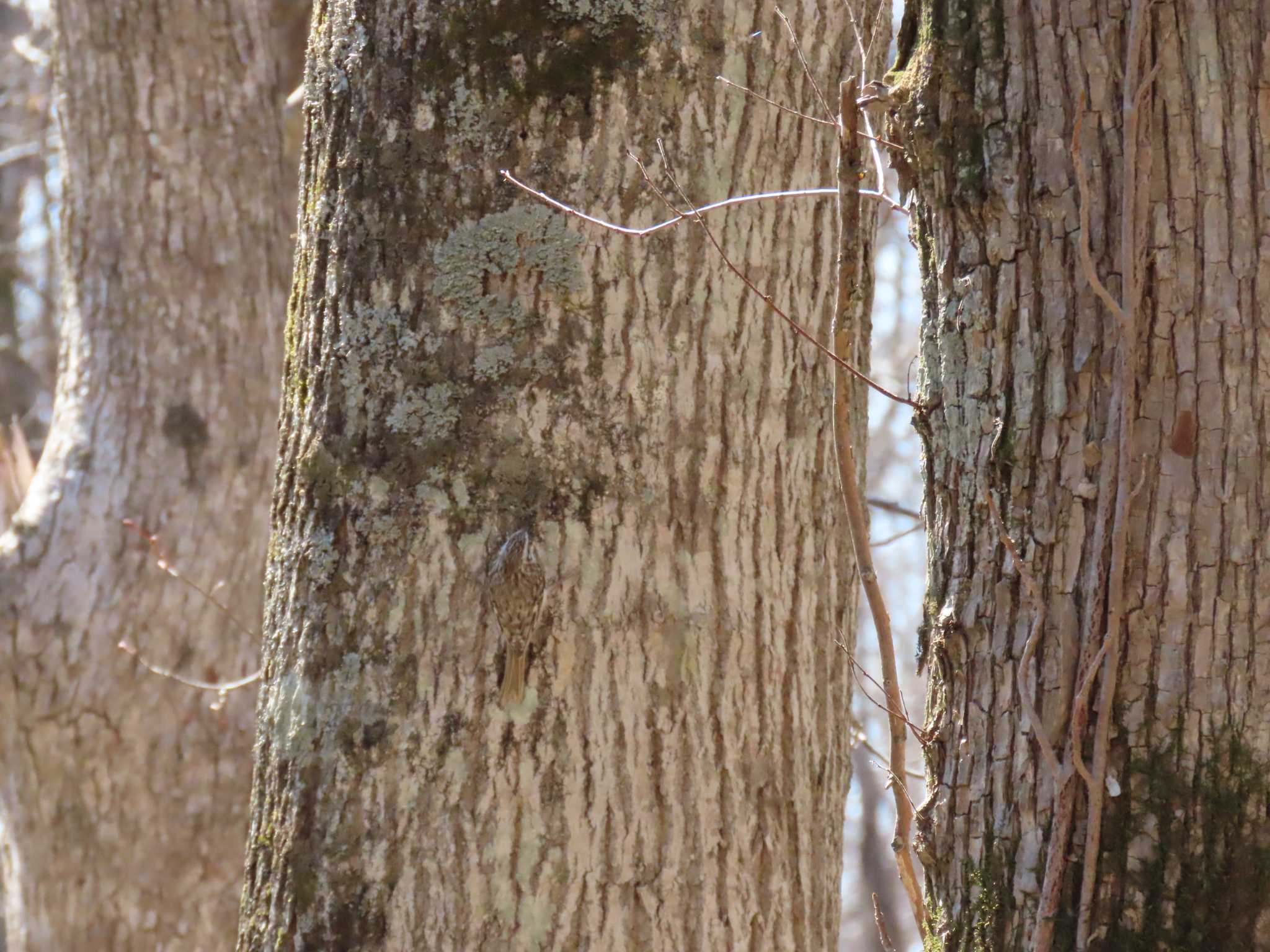 野幌森林公園 キタキバシリの写真