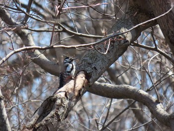 エゾアカゲラ 野幌森林公園 2021年4月11日(日)