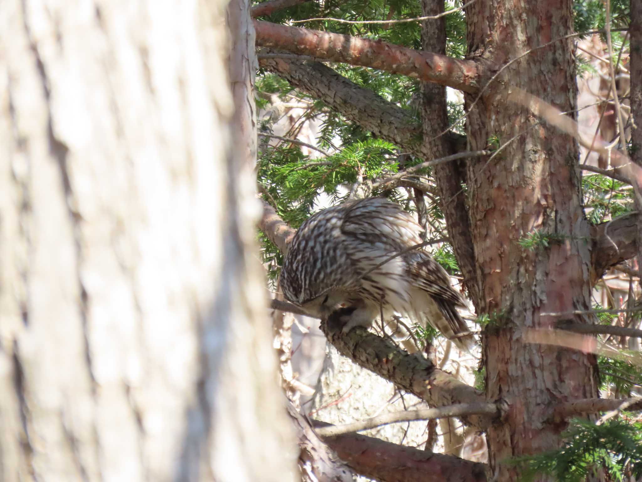 野幌森林公園 エゾフクロウの写真 by hiron