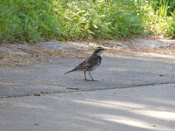 Dusky Thrush 稲永公園 Sun, 4/11/2021