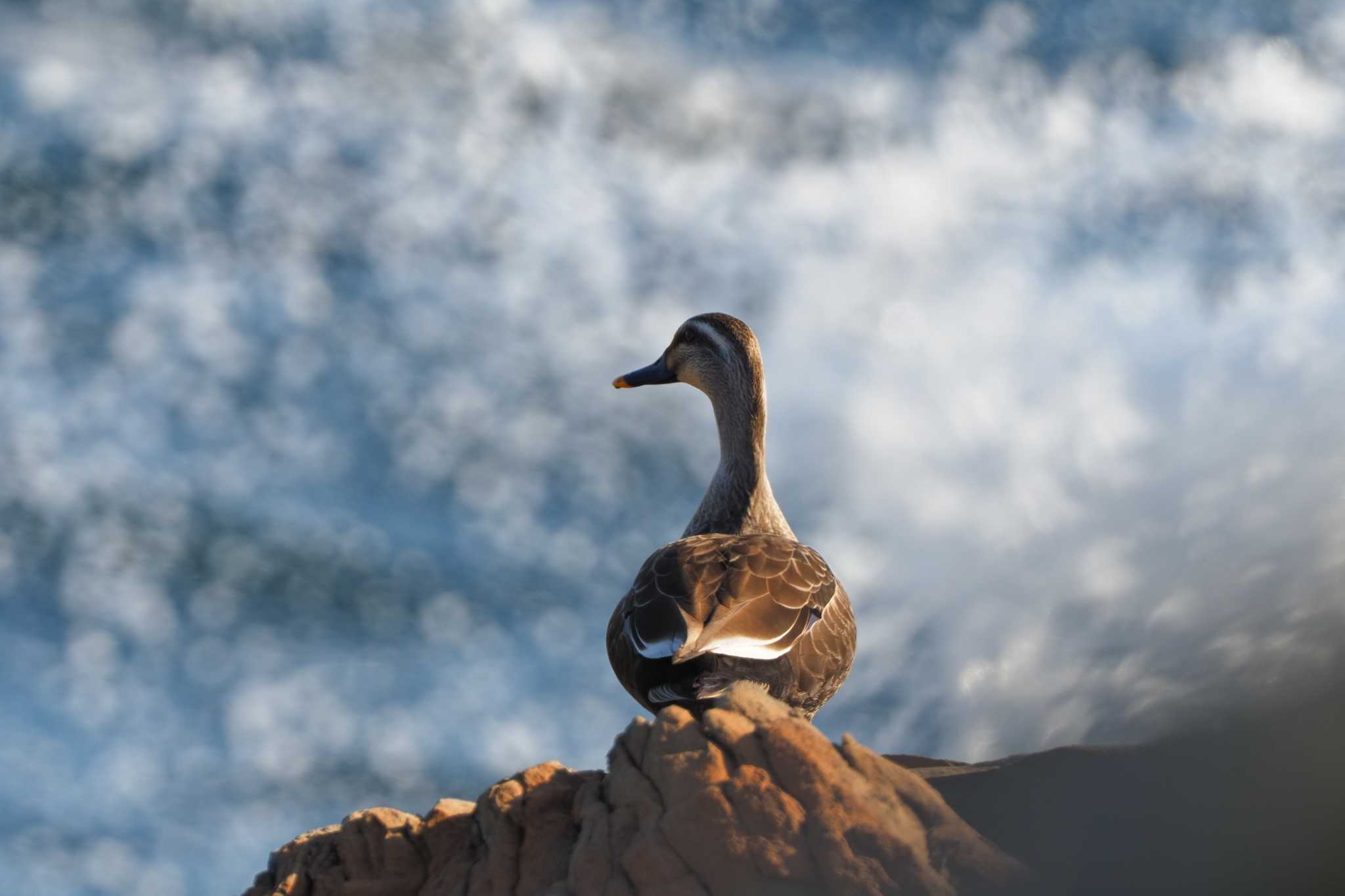 Photo of Eastern Spot-billed Duck at  by aroaro