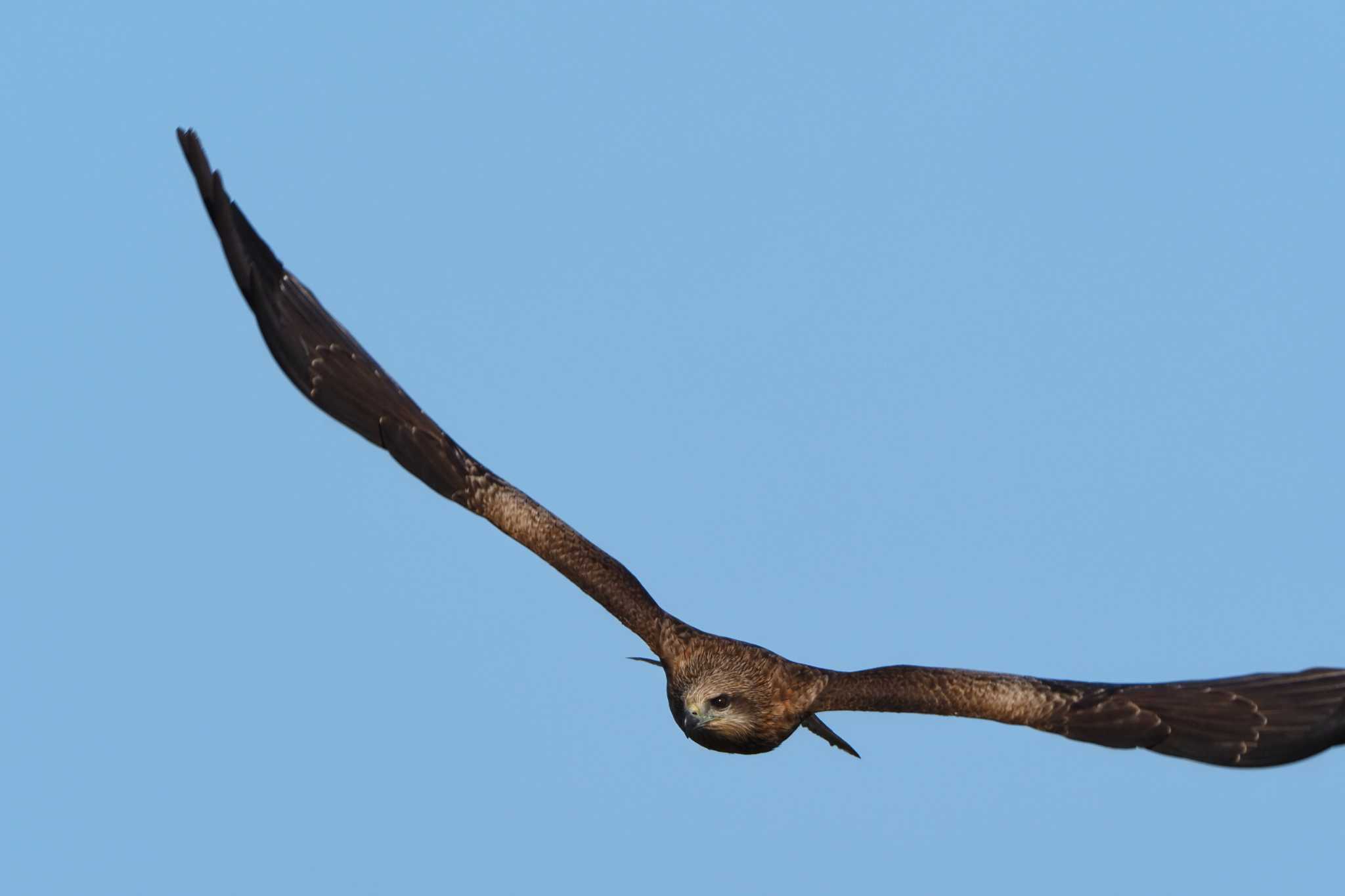 Photo of Black Kite at  by aroaro