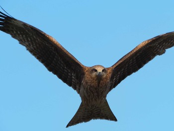 Black Kite Unknown Spots Sat, 4/10/2021