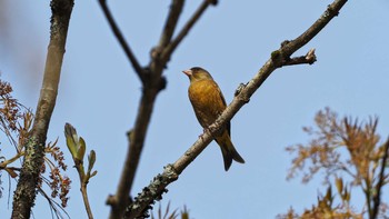 カワラヒワ 場所が不明 2021年4月10日(土)